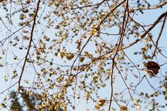 Holoptelea integrifolia